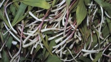 Ramps, or wild leeks, are a member of the lily family and resemble scallions with their wide leaves and small, white bulbs tinged a rusty red.