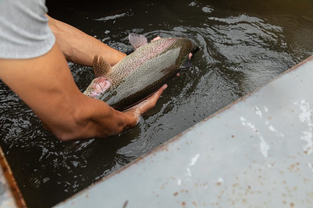 Trout in the hands of a person