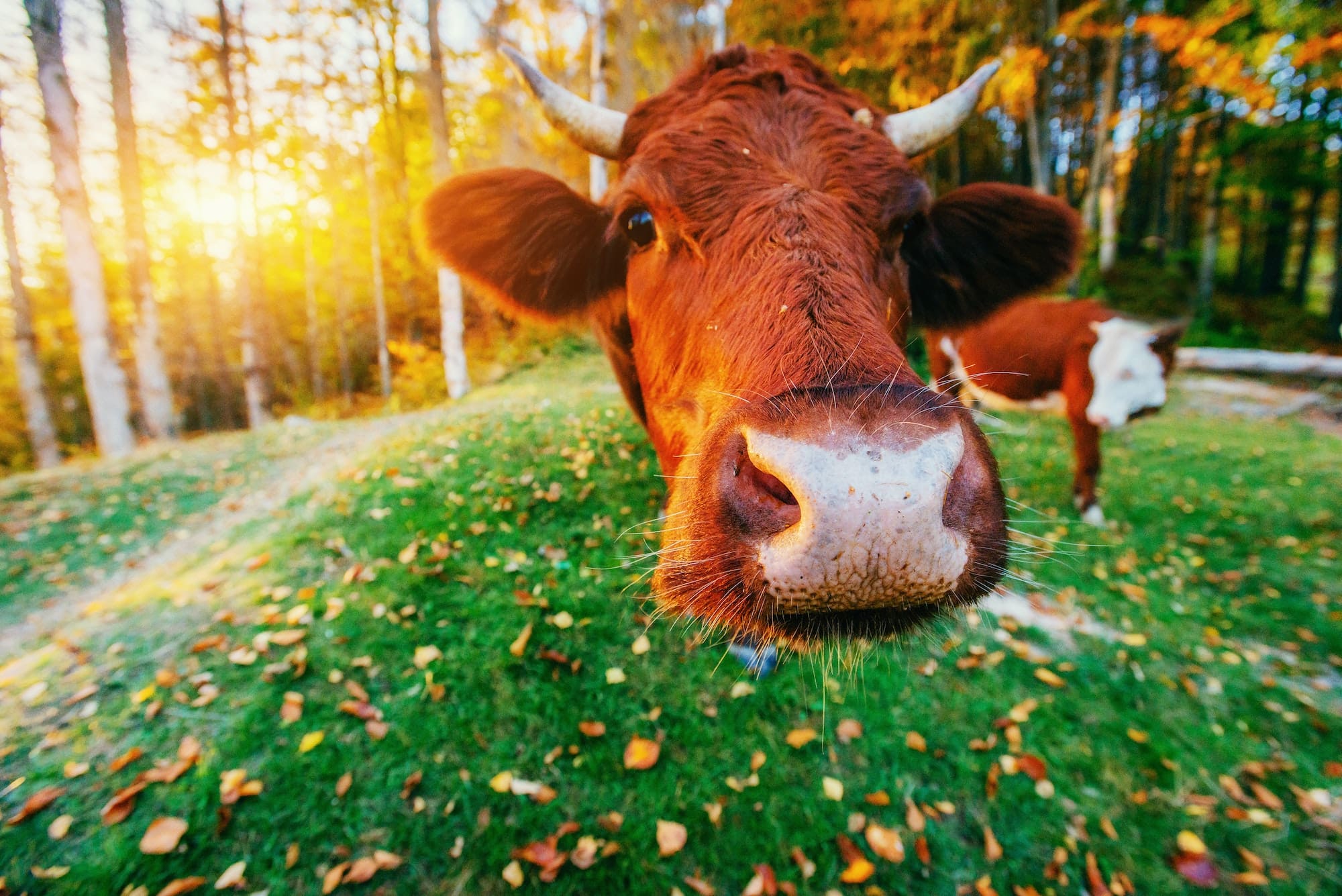 Cow on green grass