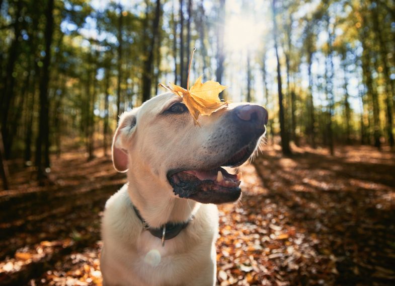 Happy dog in autumn forest